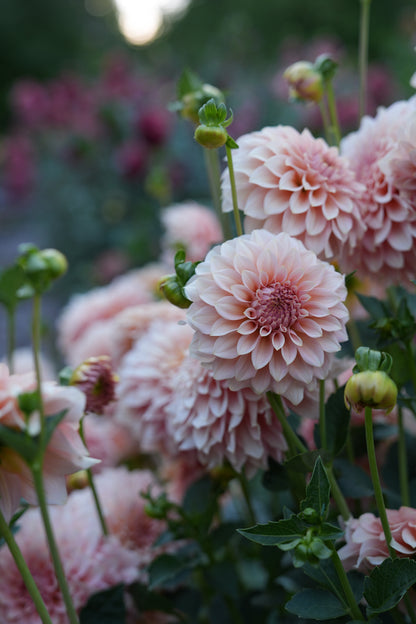 RM PEACHY PINK - NEW 2026!