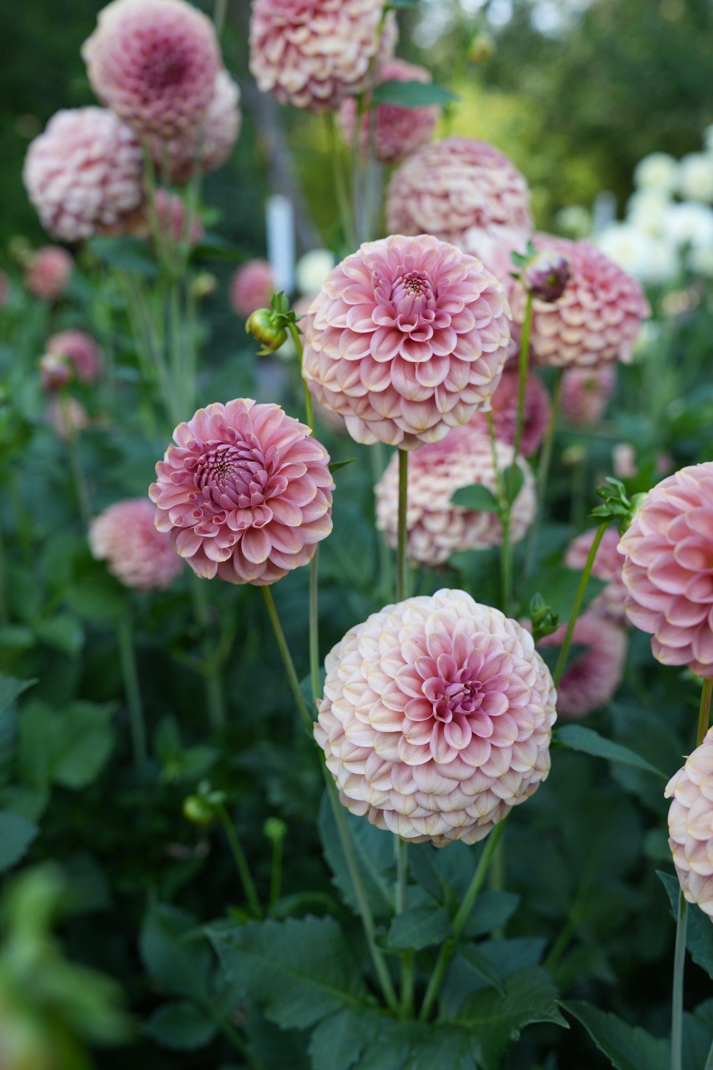 RM COPPER SHIMMER - NEW 2026!