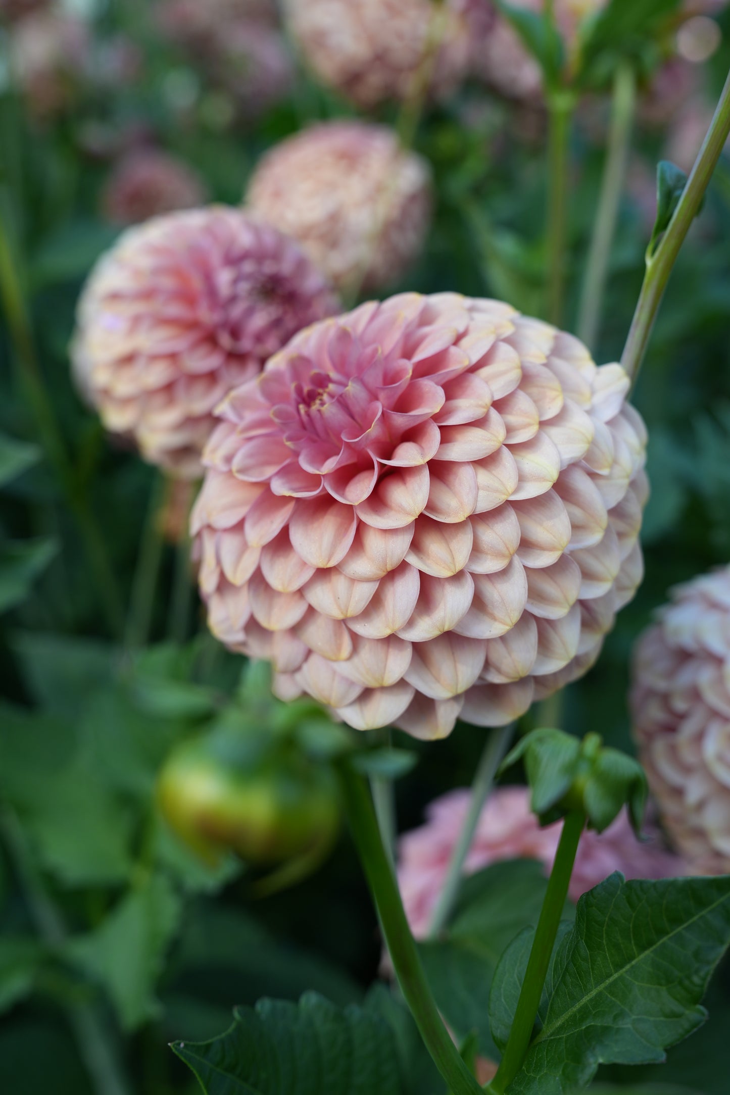 RM COPPER SHIMMER - NEW 2026!