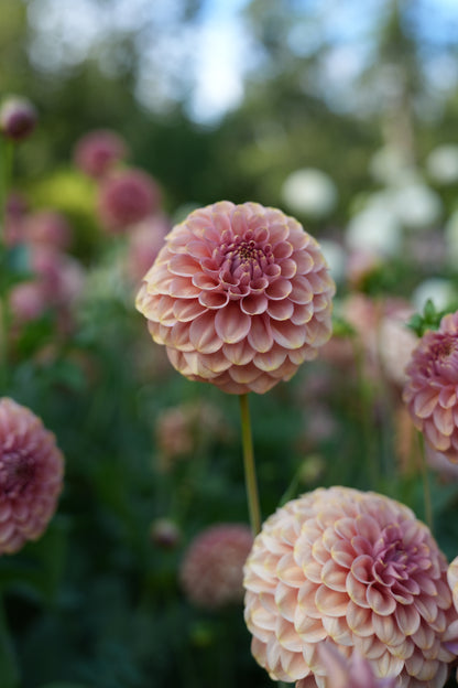 RM COPPER SHIMMER - NEW 2026!