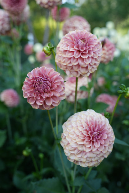 RM COPPER SHIMMER - NEW 2026!