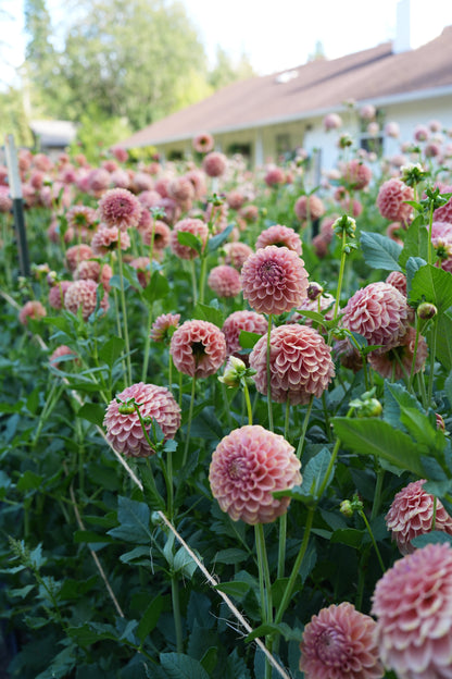 RM COPPER SHIMMER - NEW 2026!