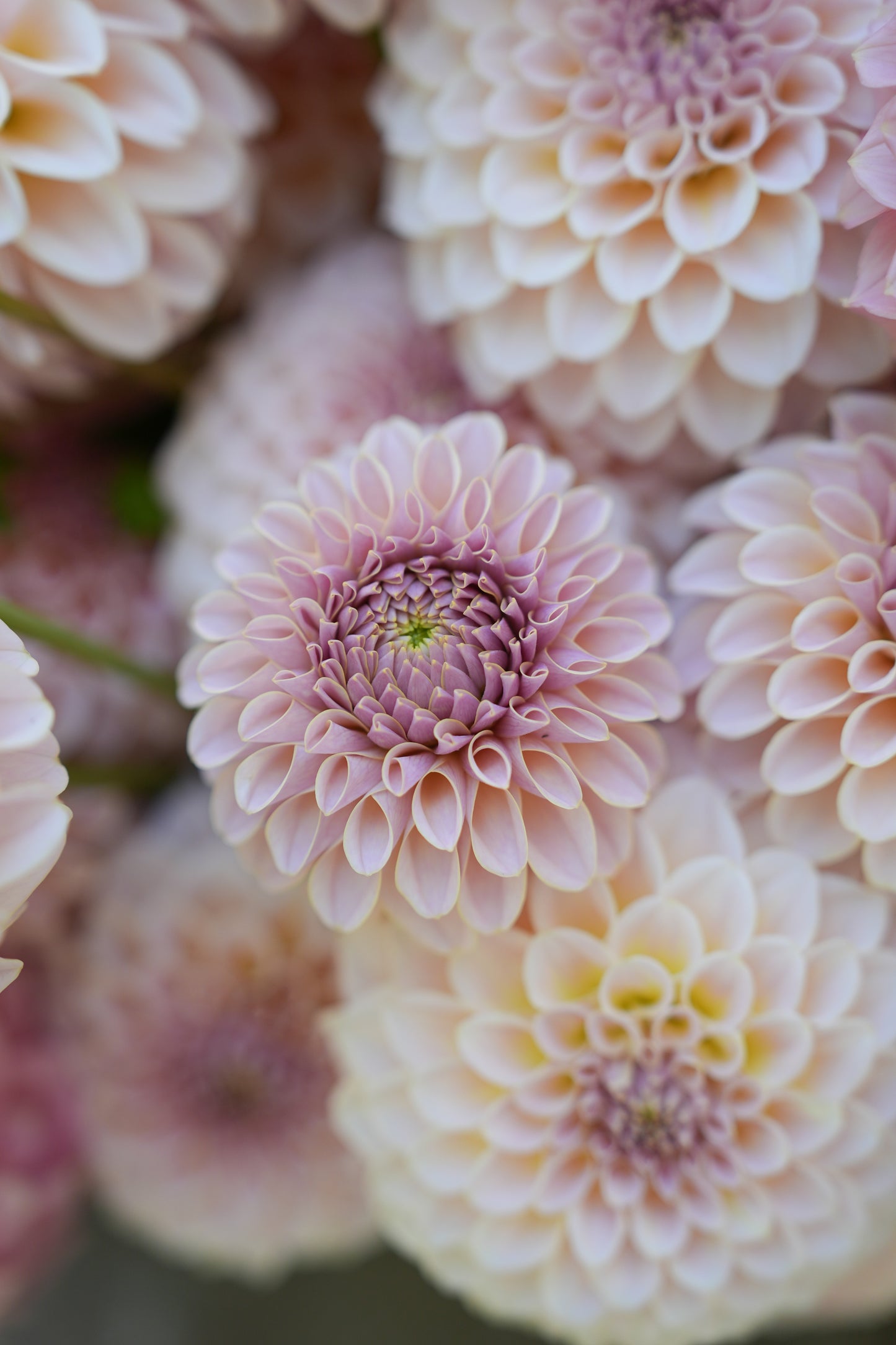 KA’S® CINDER ROSE