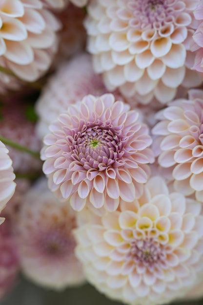 KA’S® CINDER ROSE