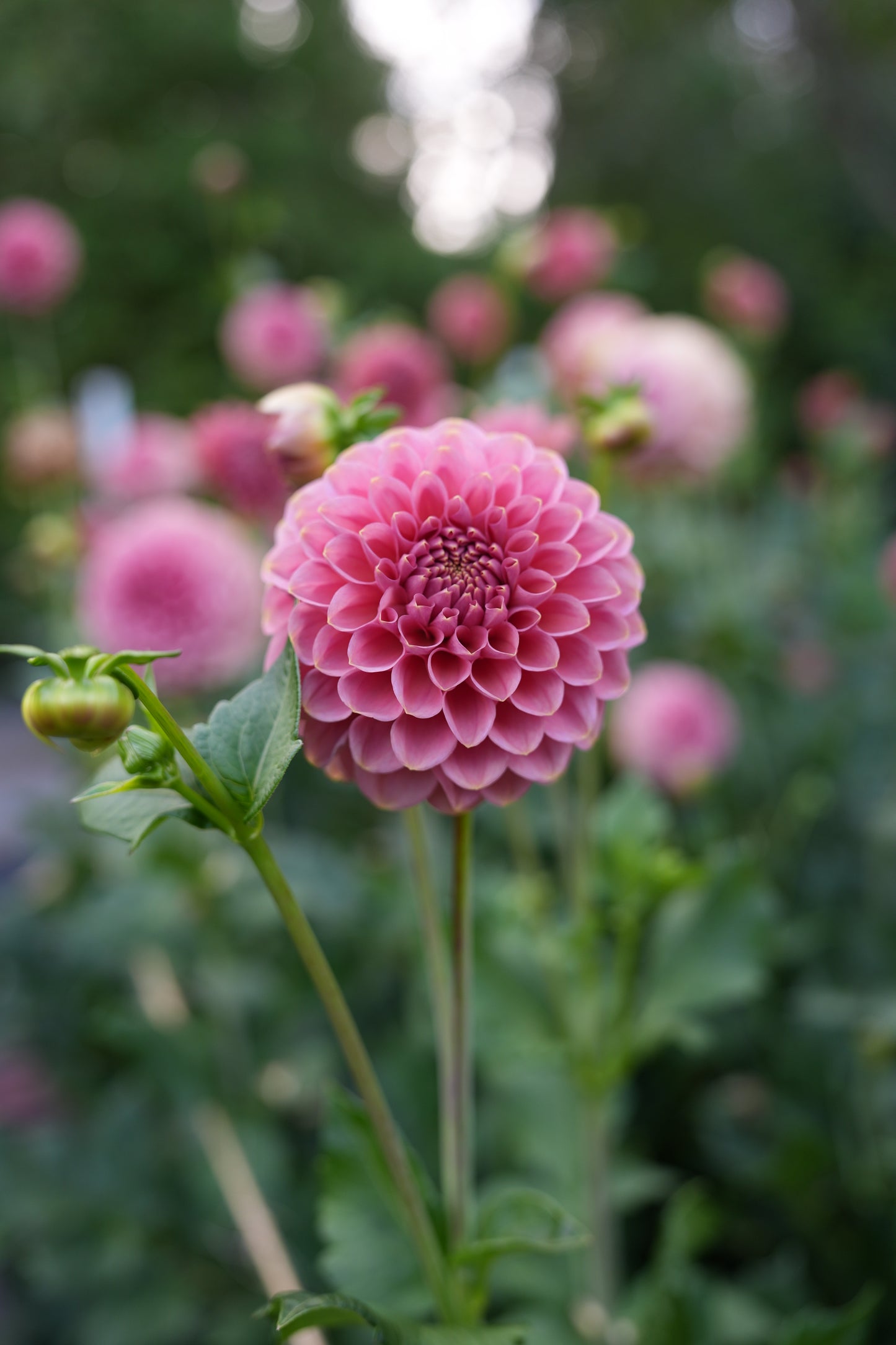 RM COPPER SHIMMER - NEW 2026!