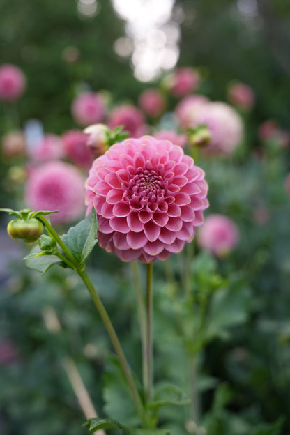 RM COPPER SHIMMER - NEW 2026!