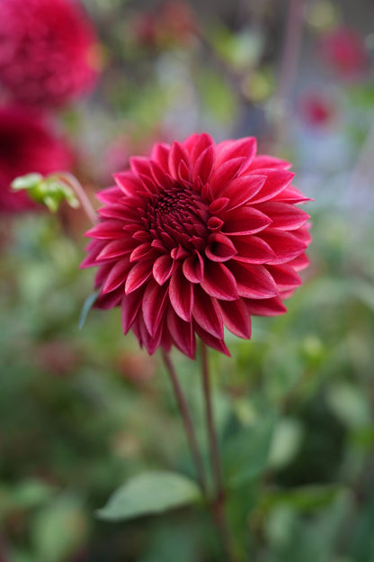 RM DRAGON'S BLOOD - NEW 2026!