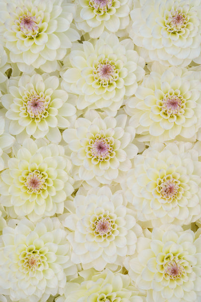 RM LEMON ICE - NEW 2026!