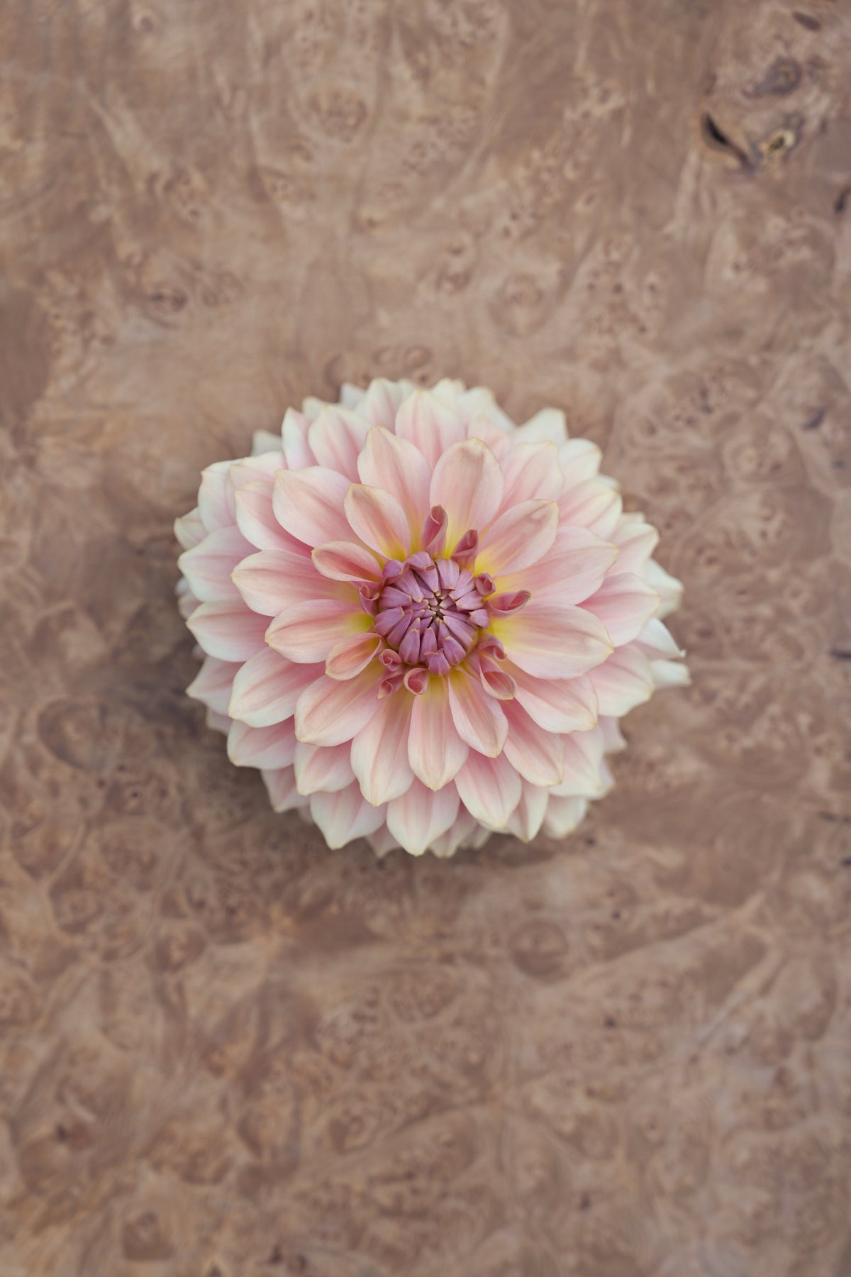 RM HONEY BLUSH - NEW 2027!