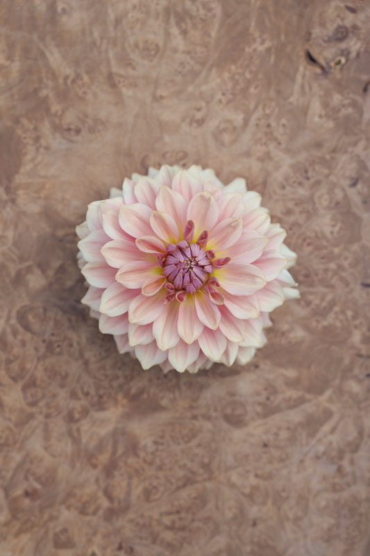 RM HONEY BLUSH - NEW 2027!