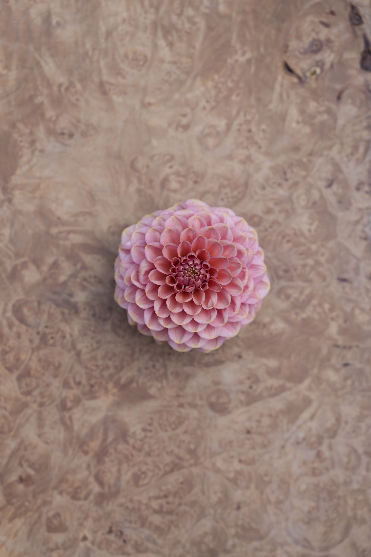 RM COPPER SHIMMER - NEW 2026!