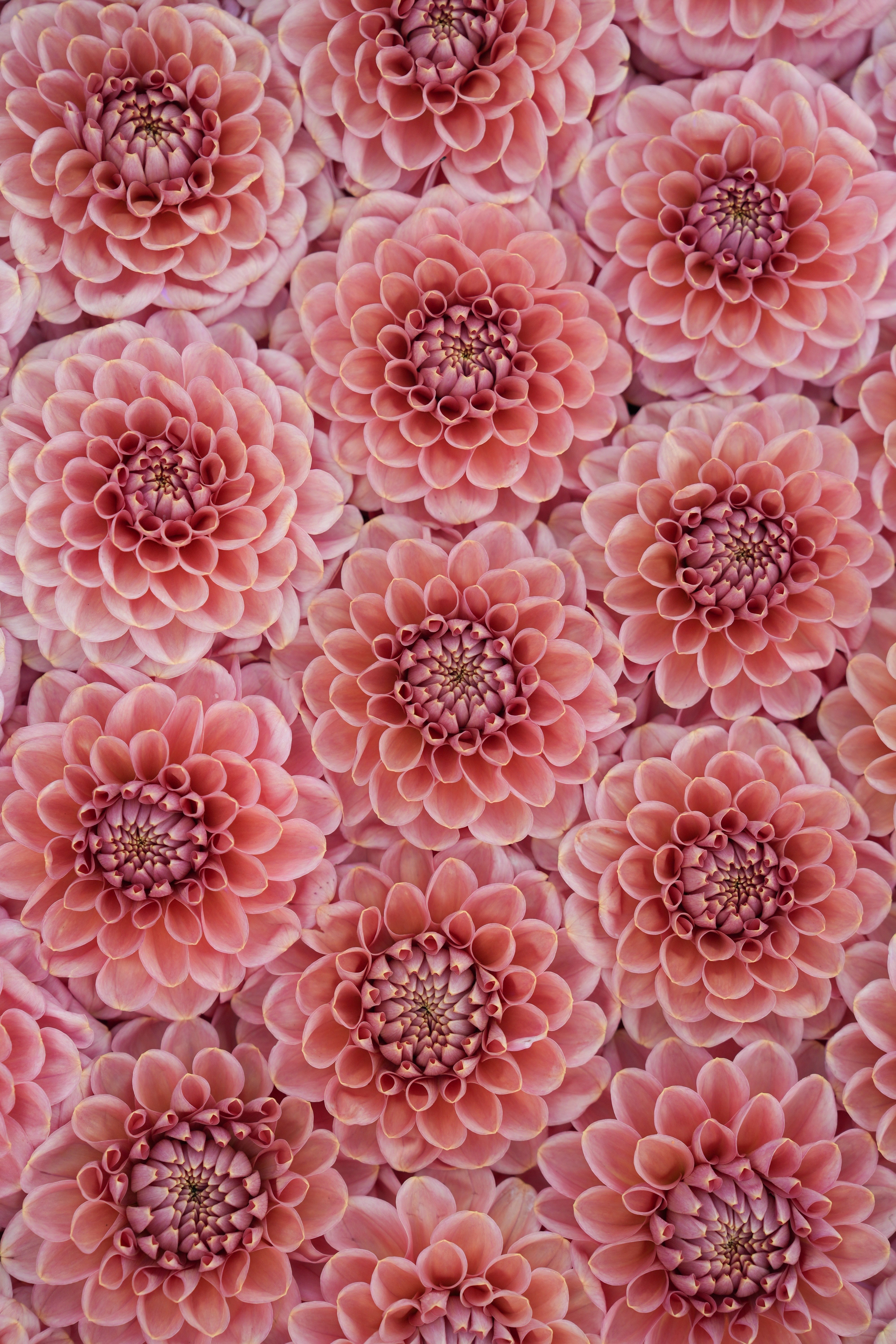 RM COPPER SHIMMER - NEW 2026! – River Merle Farm