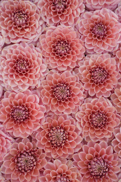 RM COPPER SHIMMER - NEW 2026!