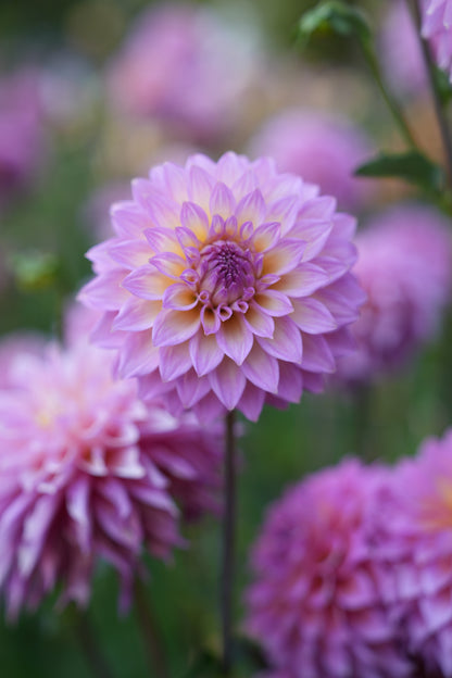 RM MERMAID - NEW 2026!