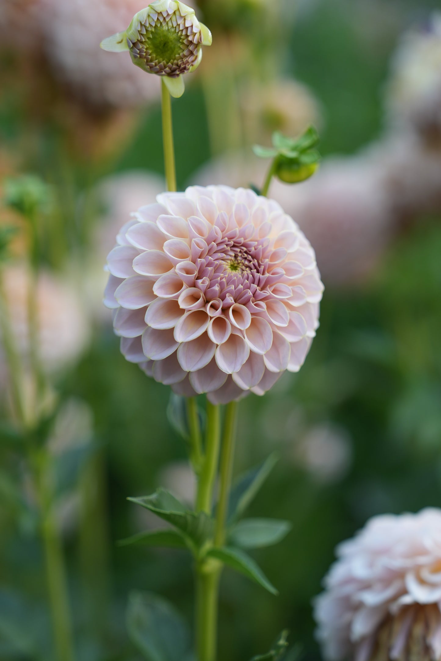 KA’S® CINDER ROSE