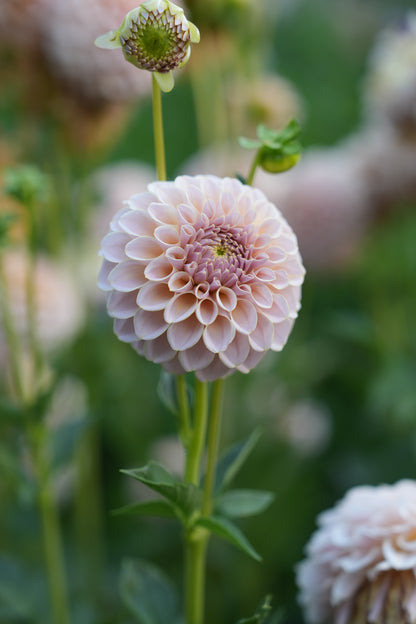 KA’S® CINDER ROSE