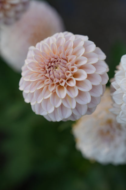 KA’S® CINDER ROSE