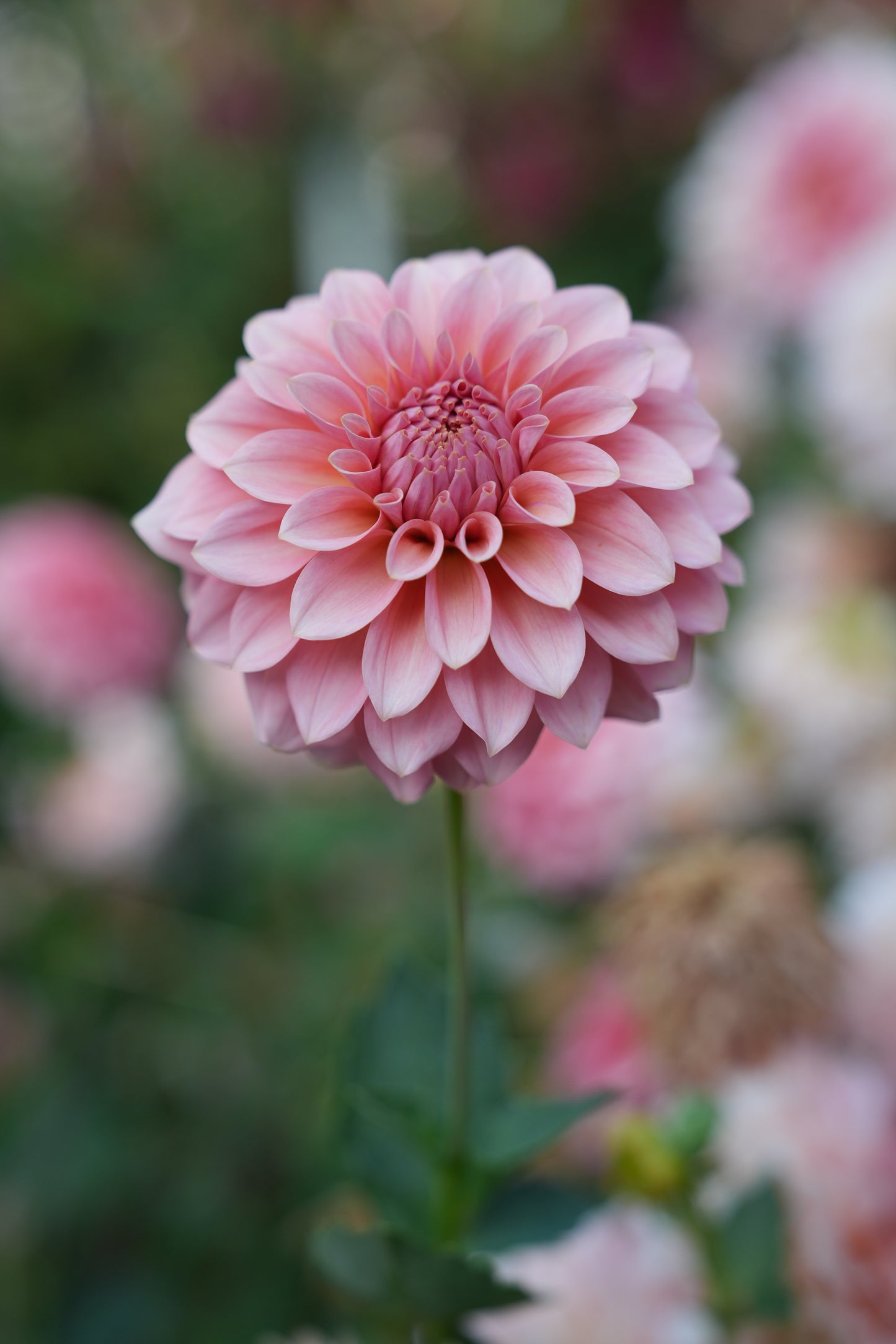 RM PEACHY PINK - NEW 2026!