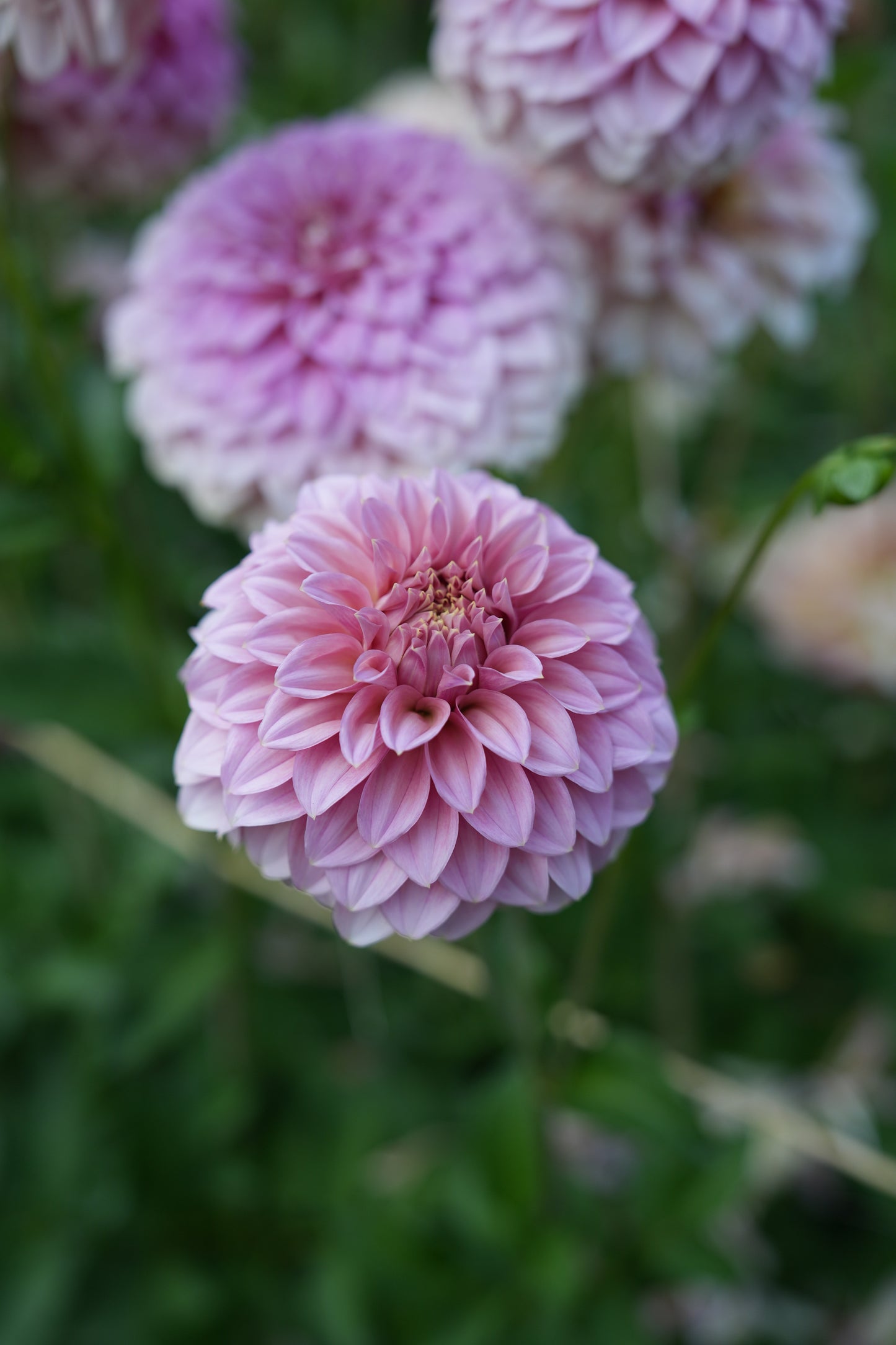 RM PIXIE DUST - NEW 2026! - LIMIT 1