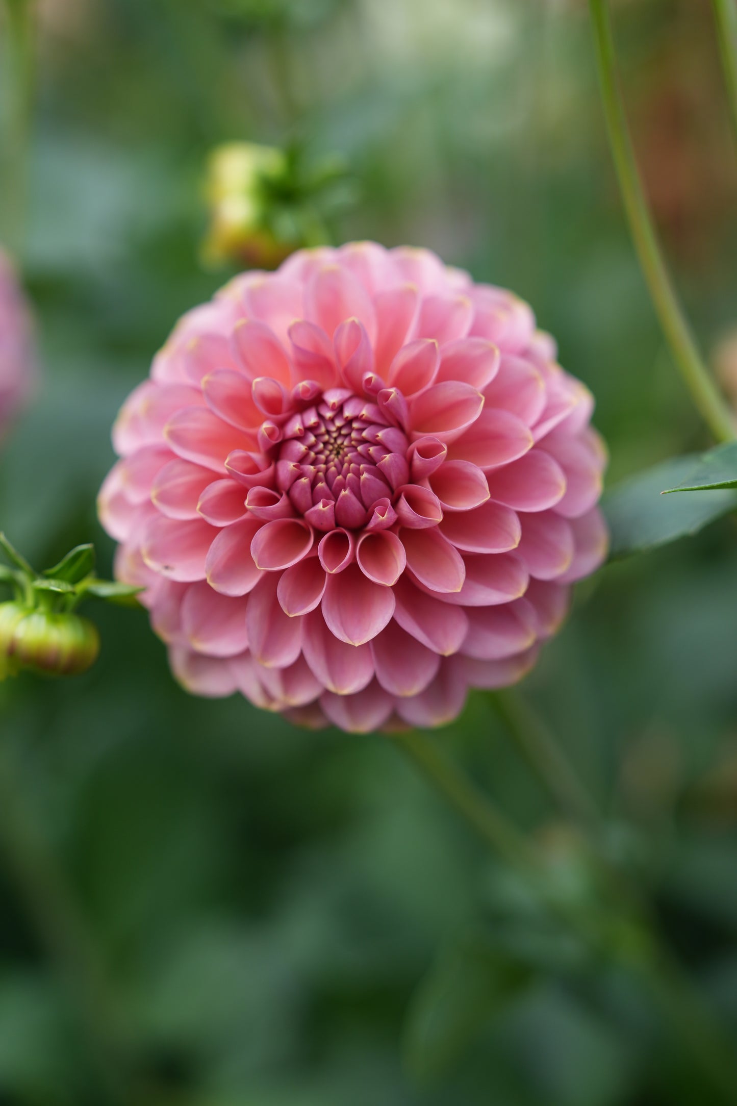 RM COPPER SHIMMER - NEW 2026!