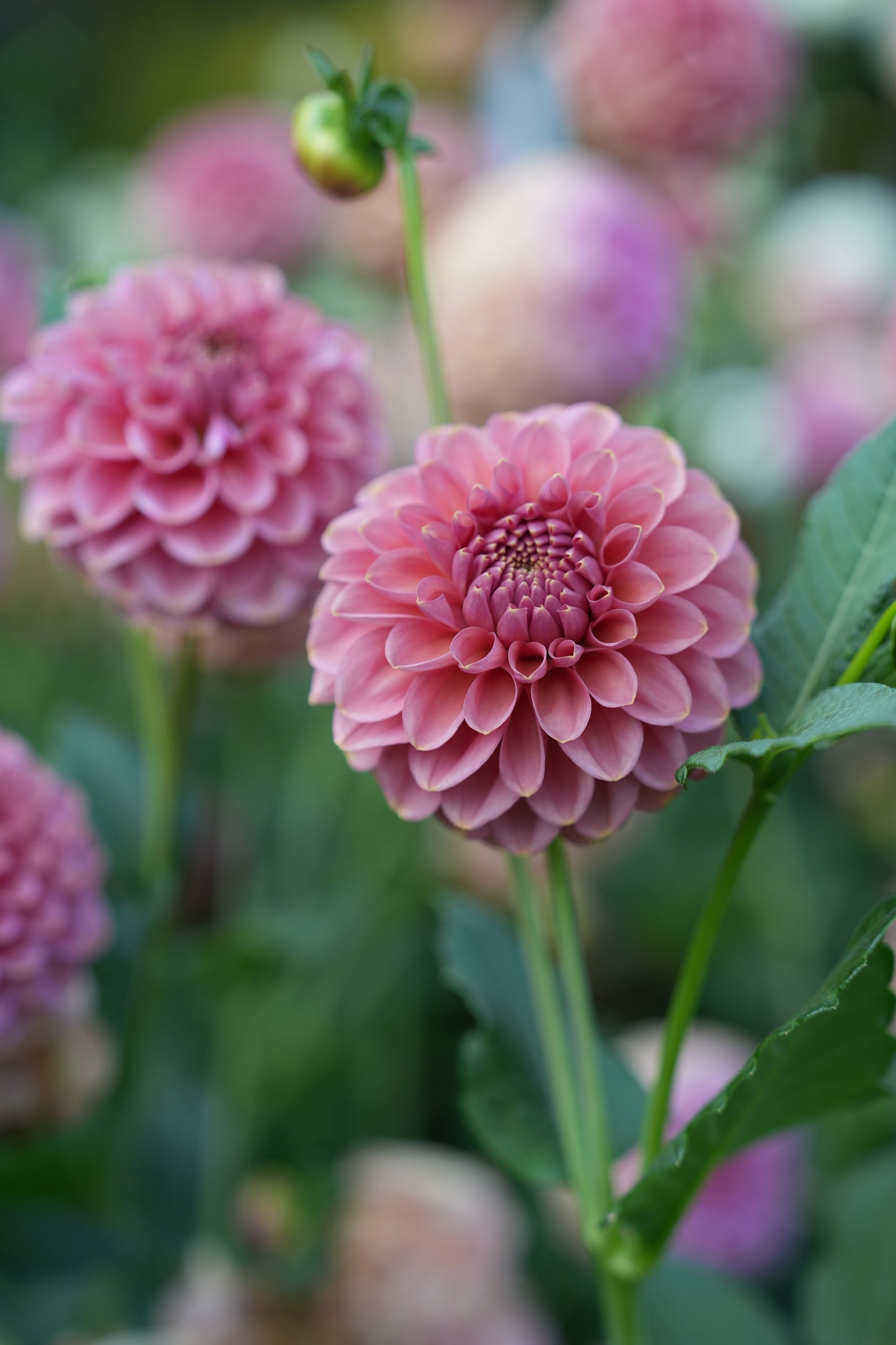 RM COPPER SHIMMER - NEW 2026!