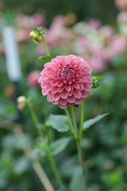 RM COPPER SHIMMER - NEW 2026!