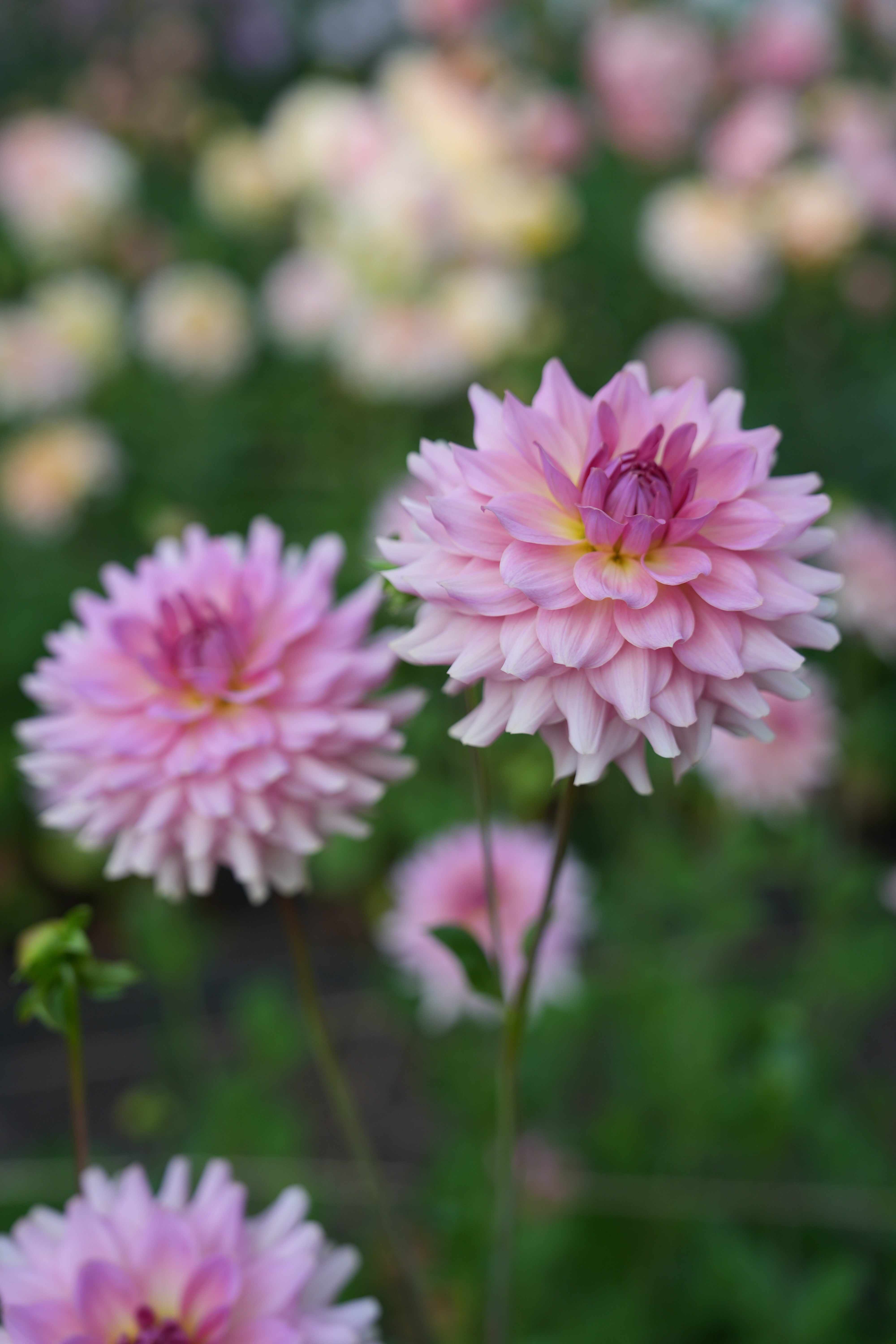 RM FAIRY WINGS – River Merle Farm