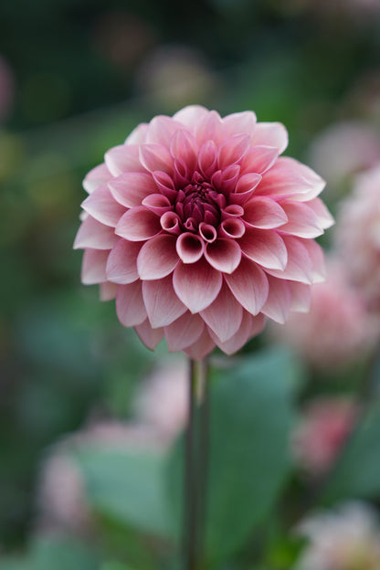 RM ROSE GOLD - NEW 2026!