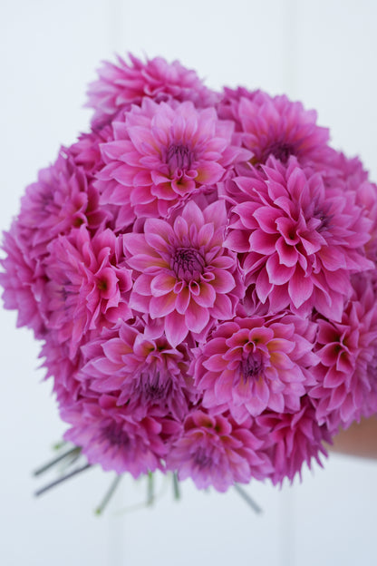 RM MERMAID - NEW 2026!