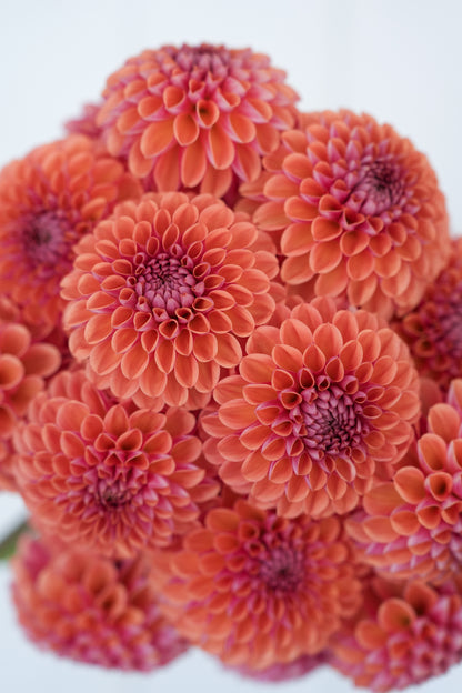 RM PUMPKIN SPICE - NEW 2026!