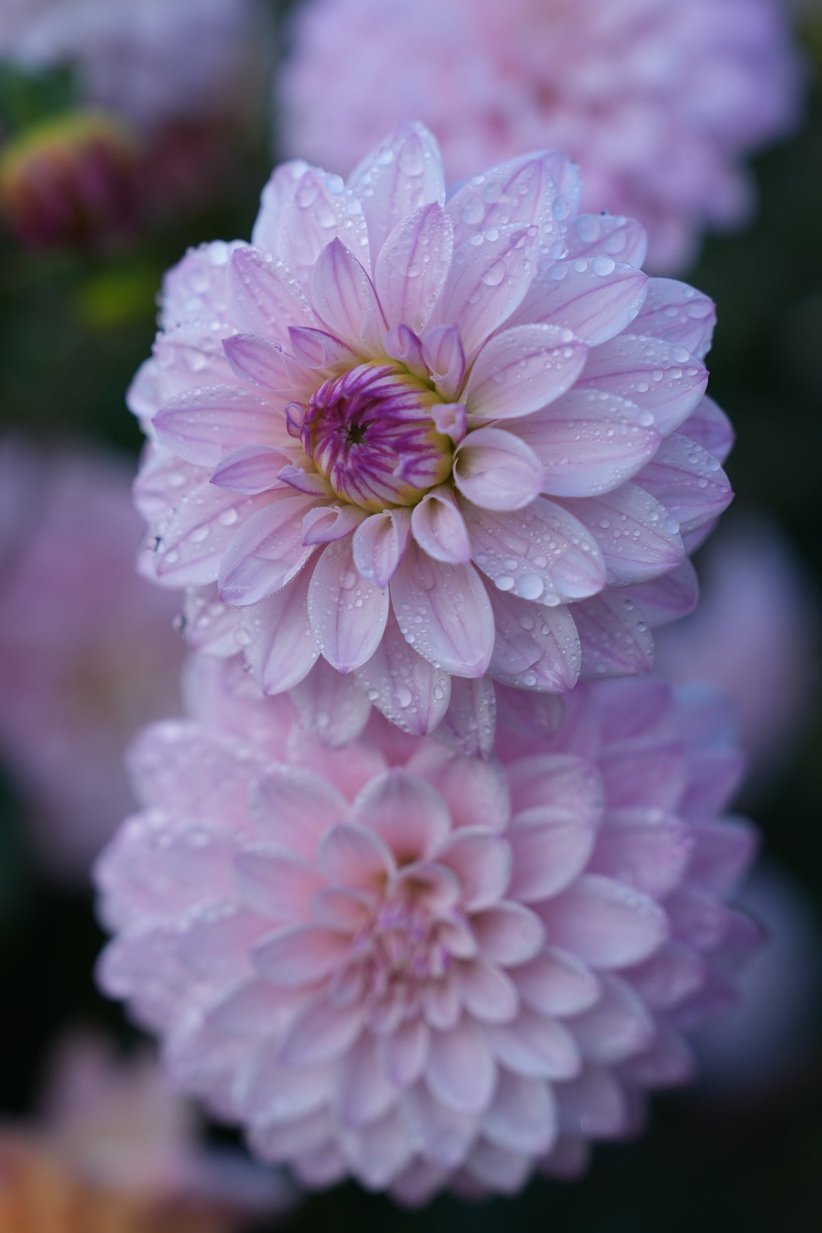 RM SUGAR PLUM FAIRY