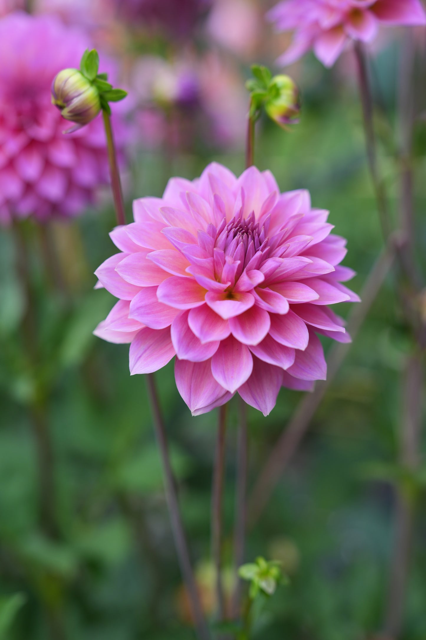 RM MERMAID - NEW 2026!