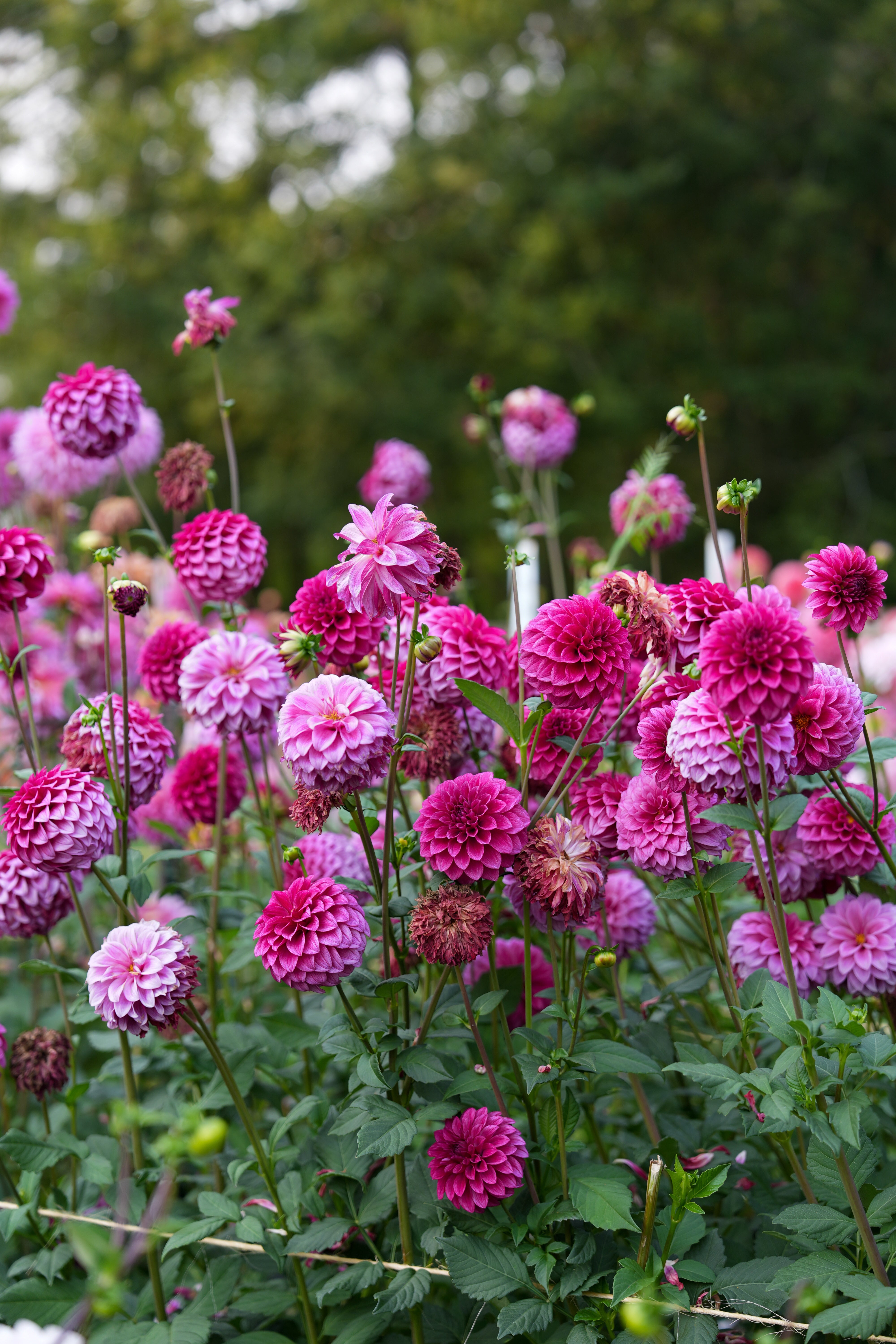 RM BERRY BLISS – River Merle Farm