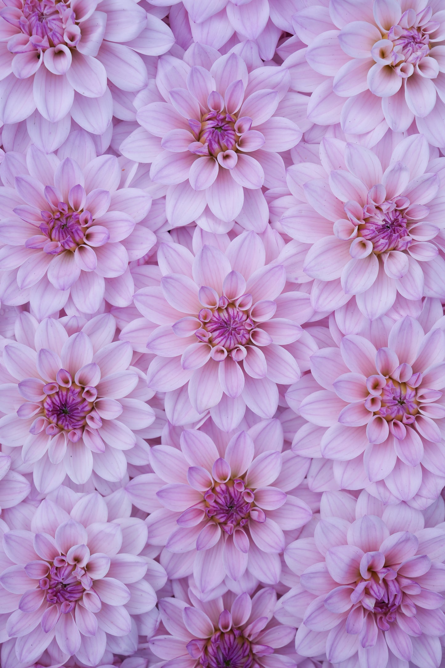 RM SUGAR PLUM FAIRY - NEW 2026!