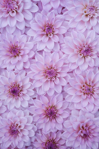 RM SUGAR PLUM FAIRY - NEW 2026!