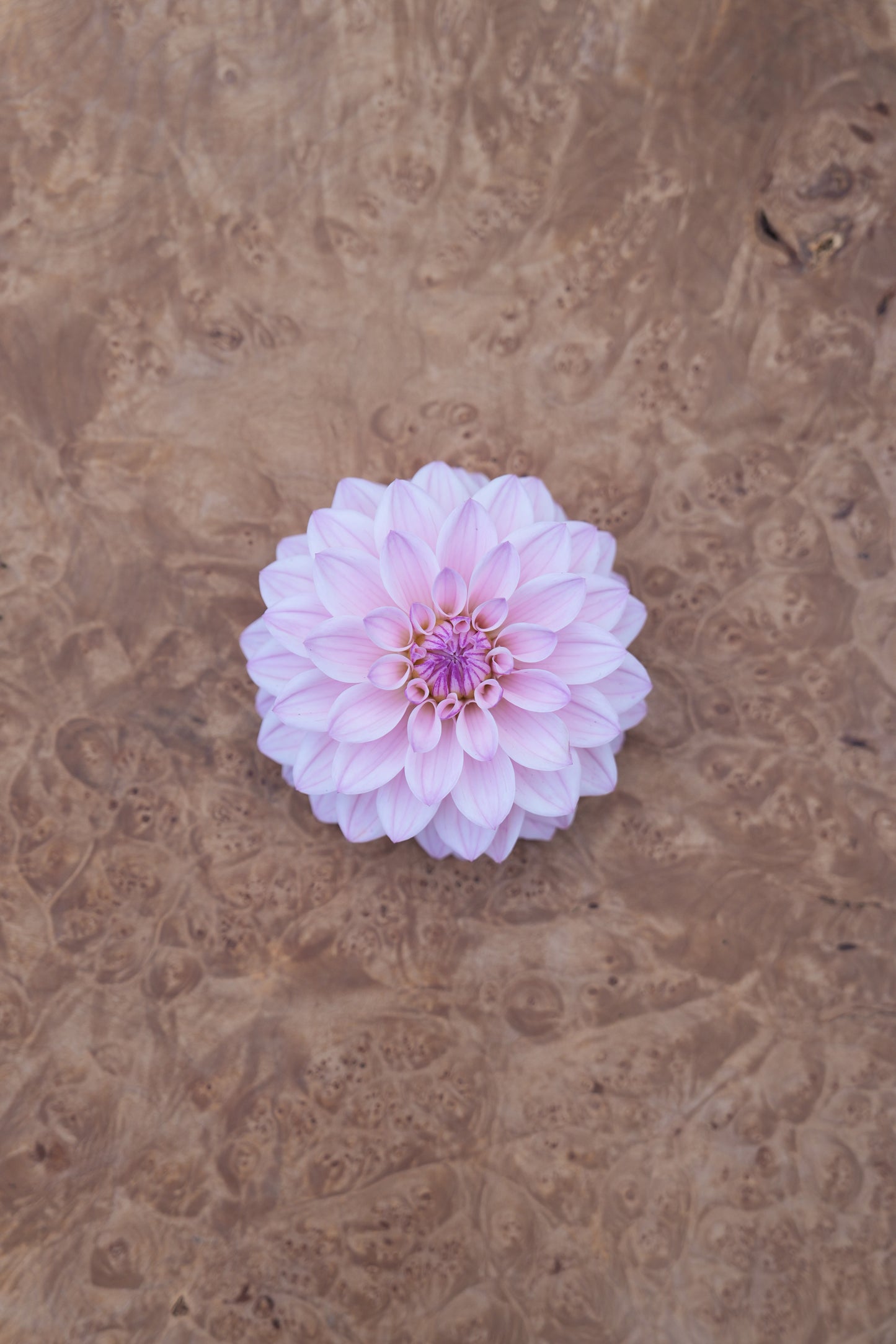 RM SUGAR PLUM FAIRY - NEW 2026!