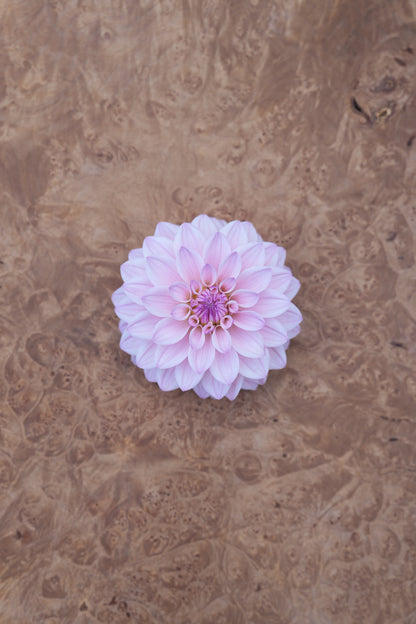 RM SUGAR PLUM FAIRY - NEW 2026!