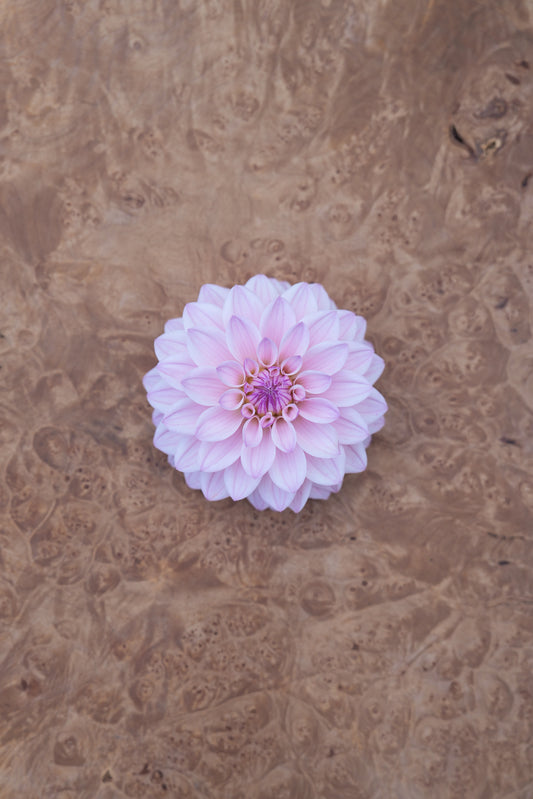 RM SUGAR PLUM FAIRY - NEW 2026!