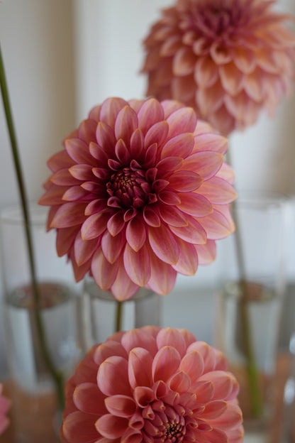 RM RASPBERRY TWINKLE