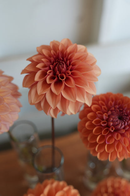 RM ROSE GOLD - NEW 2026!