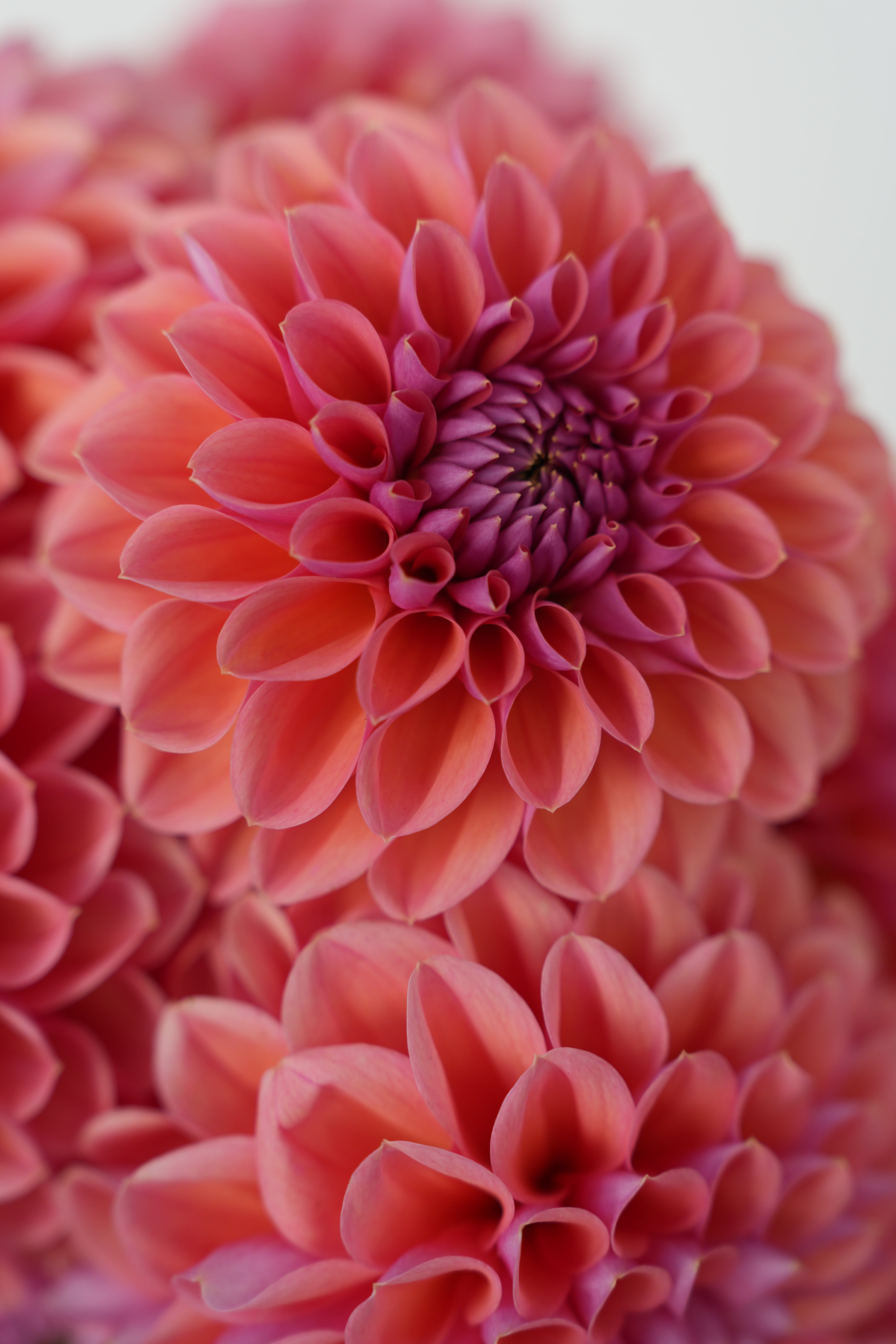 花とリス RM ILLUSION - NEW 2026! - LIMIT 1 – River Merle Farm