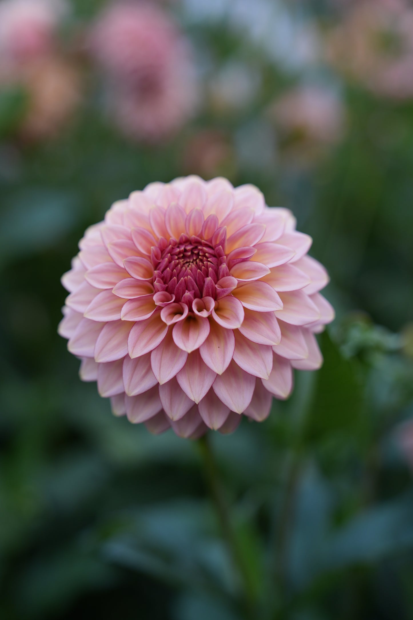 RM MIRAGE - NEW 2026!