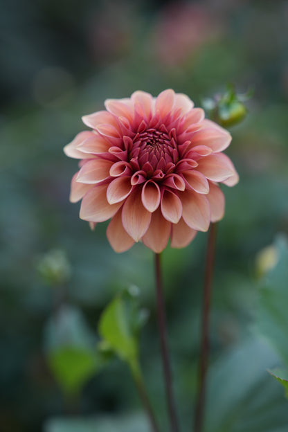 RM ROSE GOLD - NEW 2026!