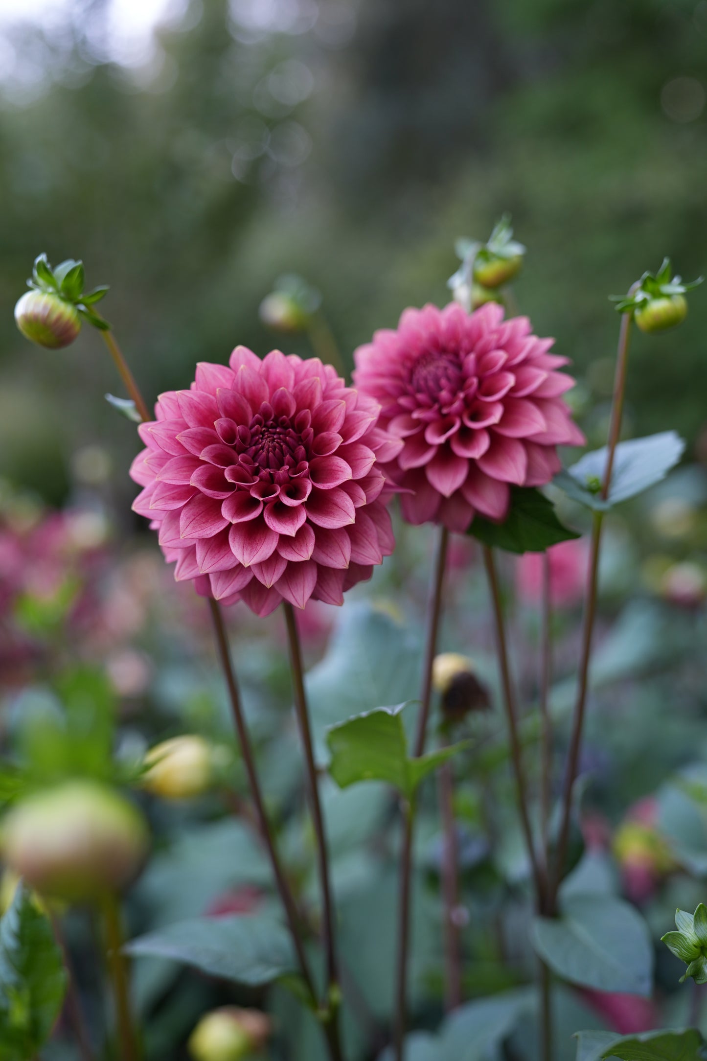 RM SMOKESHOW - NEW 2026!