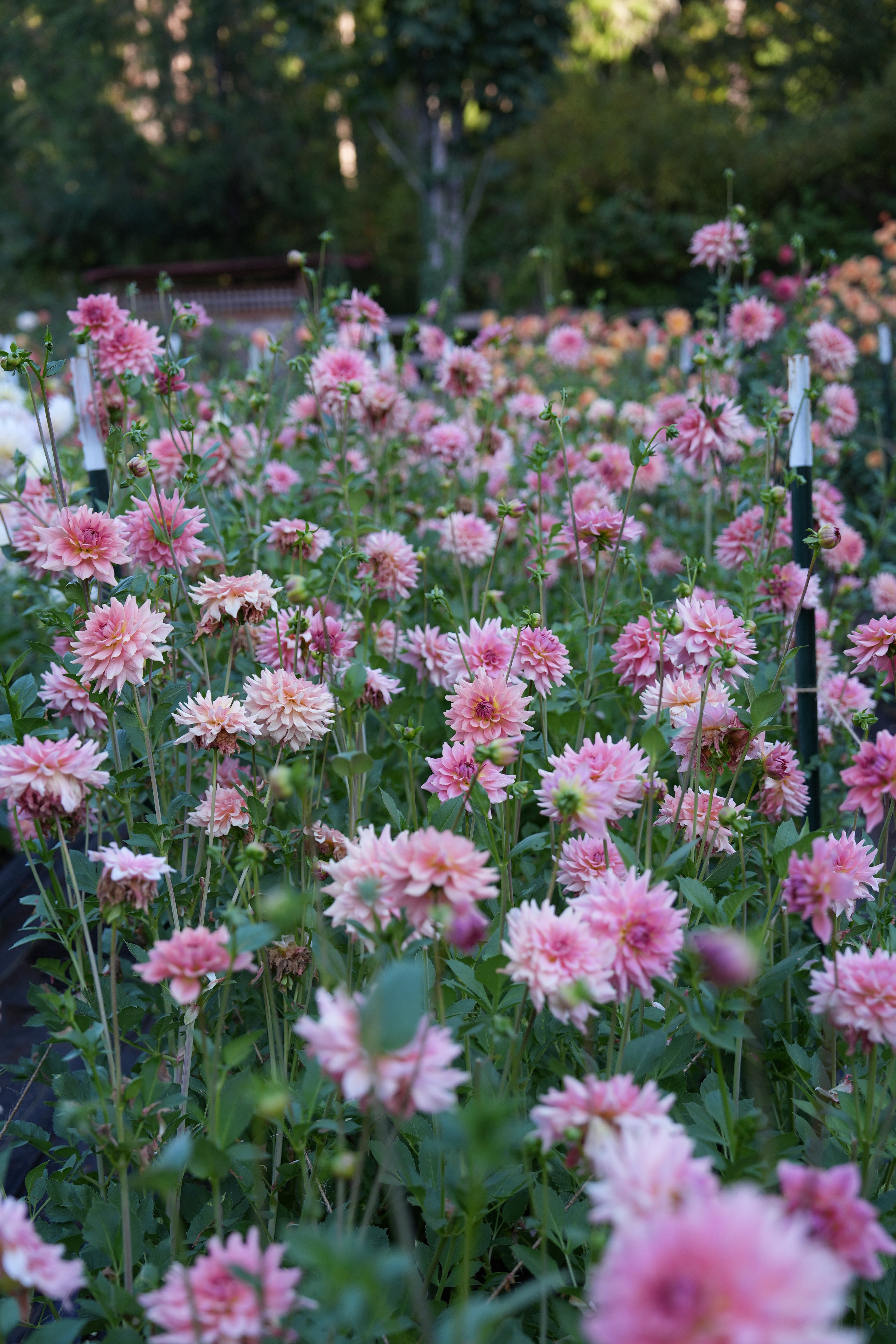 RM FAIRY WINGS – River Merle Farm