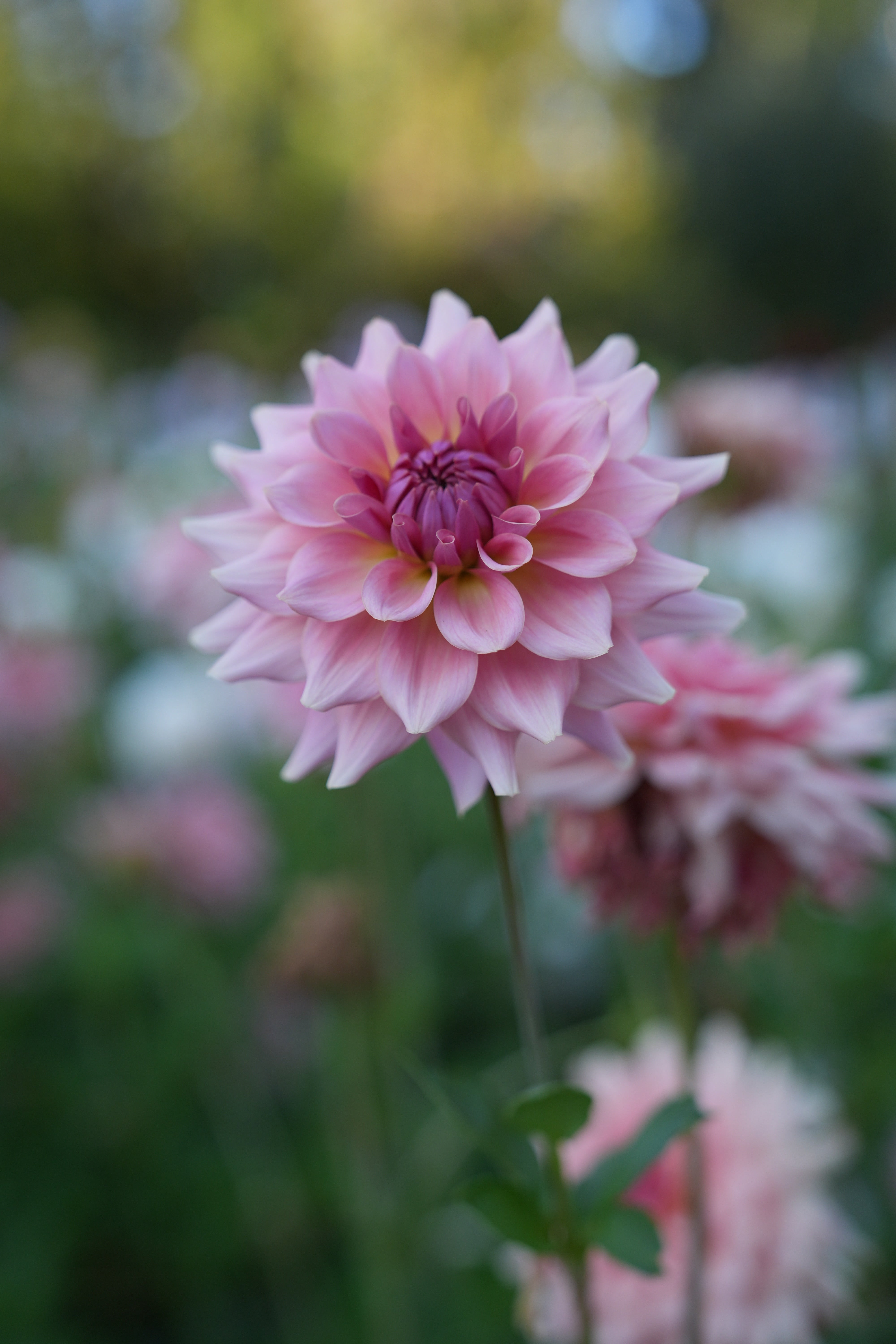 RM FAIRY WINGS – River Merle Farm