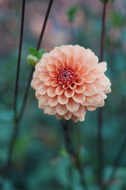 RM SUMMER SOLSTICE - NEW 2026!