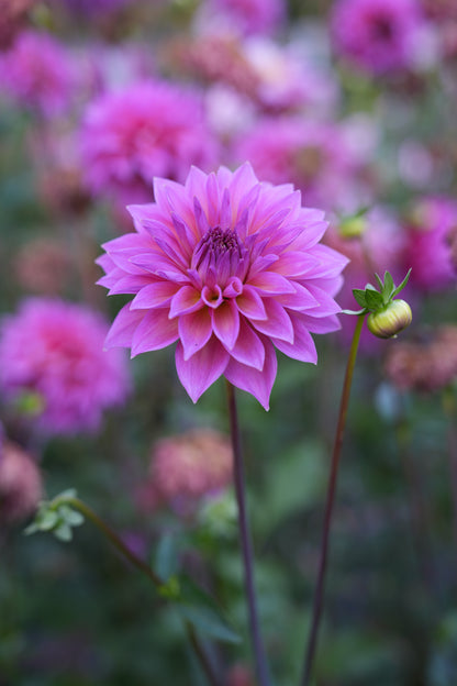 RM MERMAID - NEW 2026!