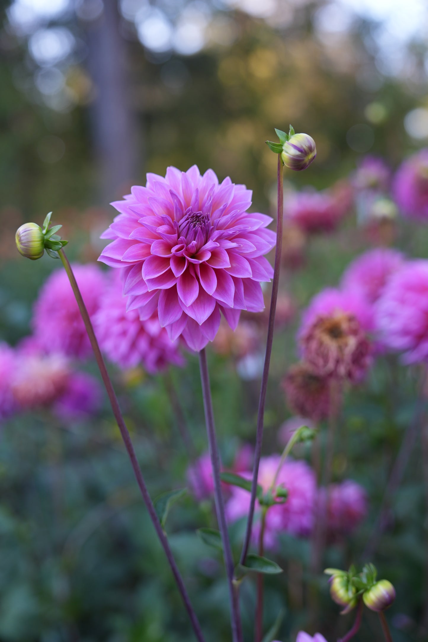 RM MERMAID - NEW 2026!