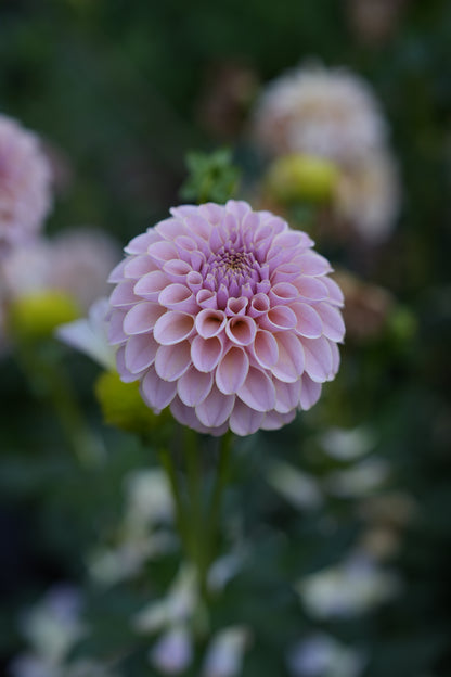 KA’S® CINDER ROSE